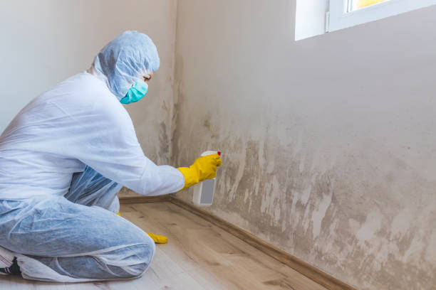 Mold Remediation specialist working in Pinellas Park